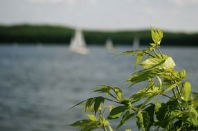 branch with green leaves at water