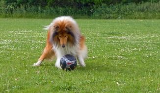 dog collie on the grass with a ball