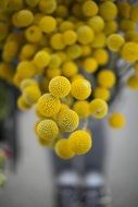 Yellow ball flowers