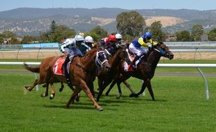 thoroughbred horses racing