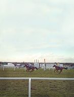 horse racing on a green field in competitions