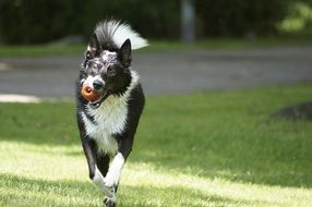 wet dog on a green meadow