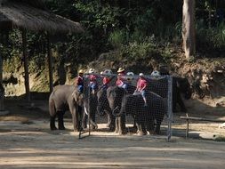 footballers on elephants in the tropics