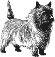 terrier dog as a drawing