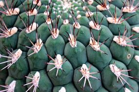 Green cactus with a lot of the thorns