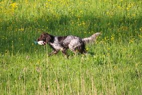 retrieve dog with plastic duck in mouth runs on meadow