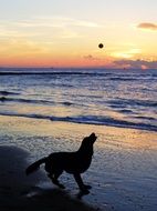 dog play ball at sunset, north sea