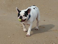 french bulldog with a ball on the beach