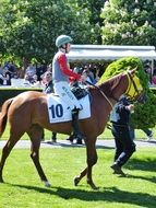 gallop horse racing