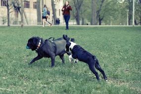 two dogs playing on grass at park