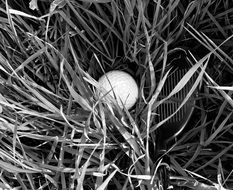 white golf ball in the grass