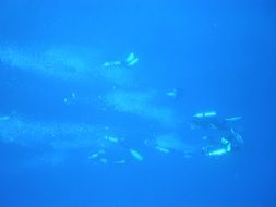 diving humans underwater in ocean