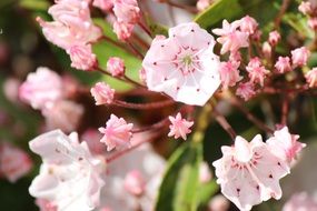 bright bloom of delicate rhododendron
