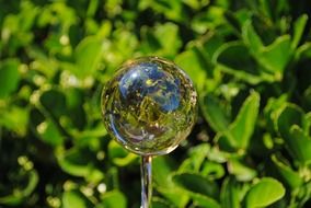 glass ball against green foliage
