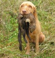 wirehaired vizsla retriever dog on a hunt