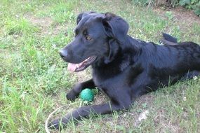black dog with a little ball on the grass