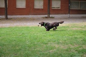dog with ball runs on green grass