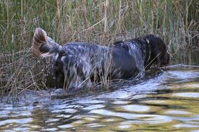 hunting dog in the water