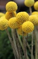 yellow blooming billy balls