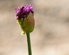closed bud of thistle
