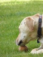 dog in a field