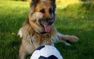 German shepherd lying on the grass near the ball