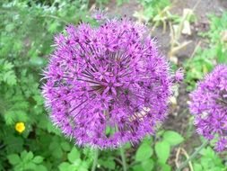 allium, purple ornamental onion blossoms