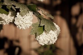 white hydrangea flowers in the evening