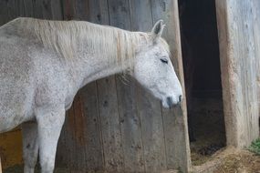 grey and white horse