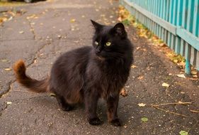 black cat on the path with autumn leaves