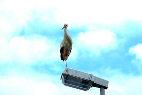 Stork on the light pole