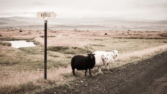 three sheep on side of soil road in wilderness