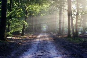 Road among the wood in the rays of the sun