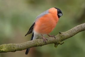 bullfinch on a tree branch on a green background