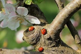 ladybugs on a tree trunk