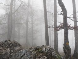 haunting in the foggy forest