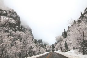 snow trees along the winter road