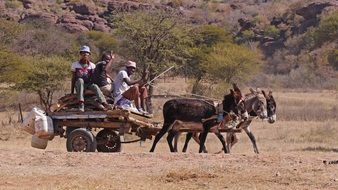 donkey carts in botswana