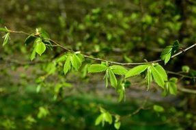 young green leaves