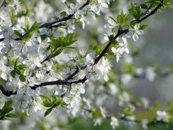 apple blossom trees