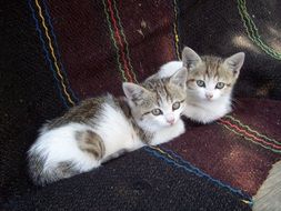 domestic kittens resting in auto