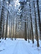 snowy forest path in winter