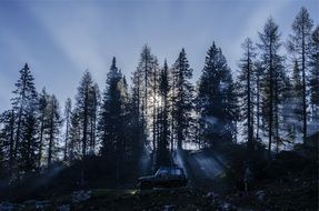 trees silhouettes