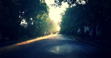 sunrise trees street road