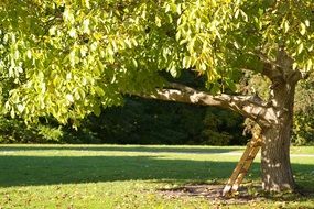 sunny tree leaves on tree in summer