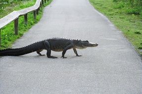 walking alligator on an asphalt track