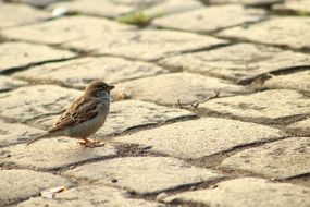 sparrow on pavement close up