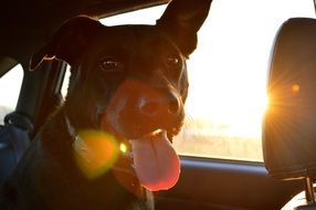 dog in car
