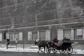 horse drawn carriage