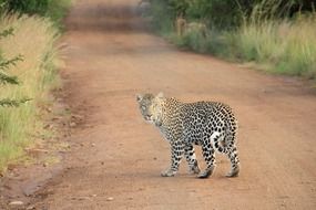 leopard wildcat